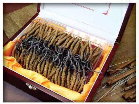 长岭冬虫夏草回收